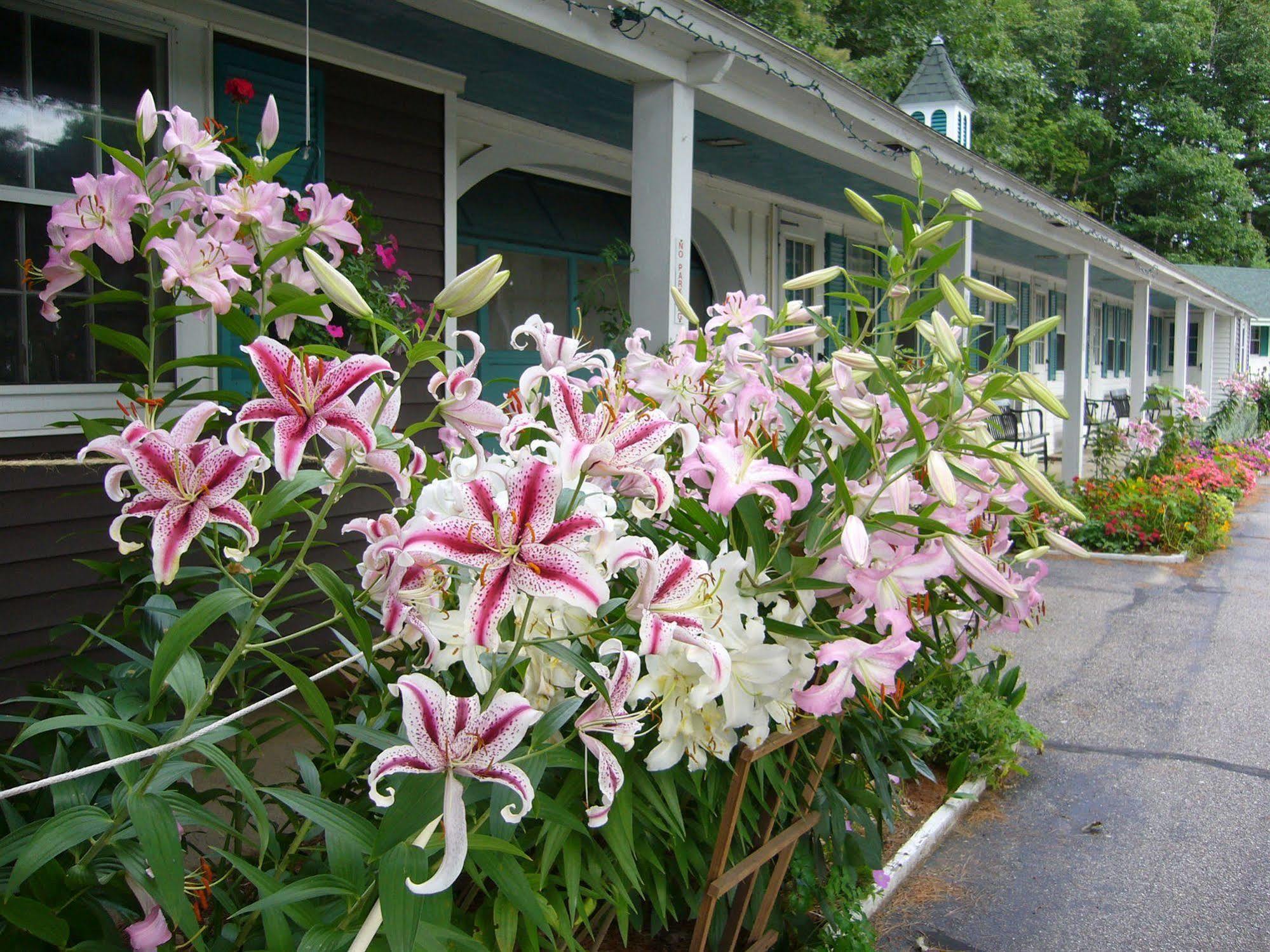 White Trellis Motel North Conway Exterior photo